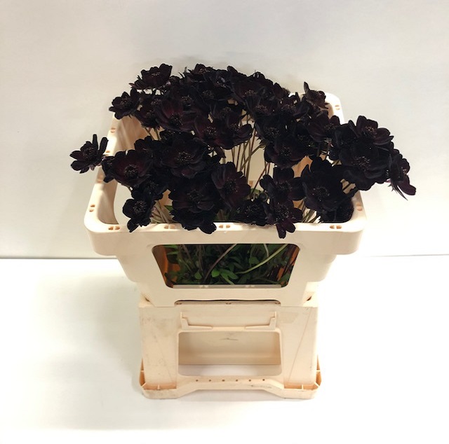 Cosmos black beauty.jpg
